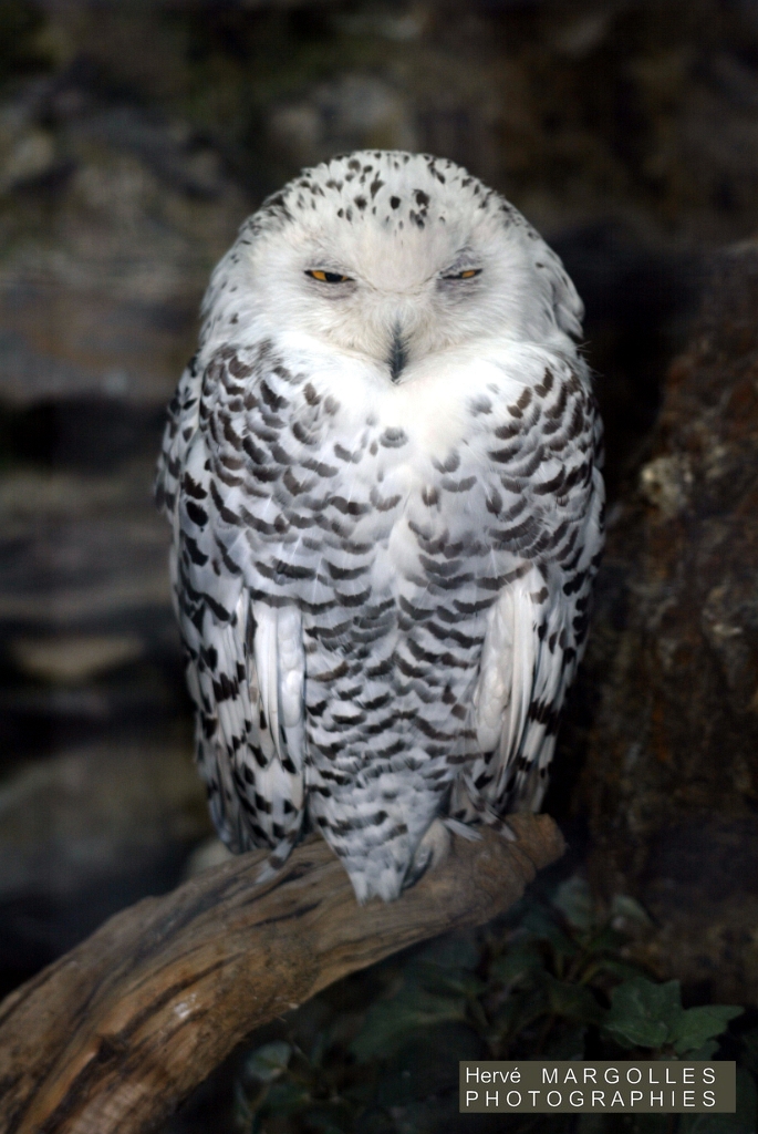 Harfang des neiges.JPG